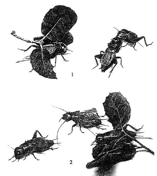 《昆虫记》插图