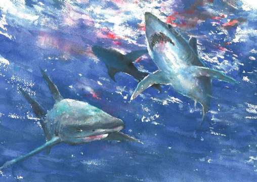 《老人与海》插图